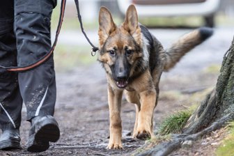 Leidvoller Start für Schäferhund Ace: Tierheim-Team im Erzgebirge hofft nach OP auf neue Chance - Schäferhund Ace war gerade einmal fünf Monate alt, als er ins Tierheim „Neu-Amerika“ kam. Vor einigen Wochen wurde der junge Hund operiert, nun geht es ihm deutlich besser. Findet sich ein neuer erfahrener Besitzer?