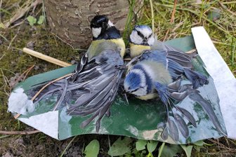 Leimringe können zur tödlichen Gefahr für Singvögel werden - Zu ihrem Glück in einer Kleingartenanlage in Leipzig gefunden und gerettet: Zwei Blau- und eine Kohlmeise kleben an einem Leimring fest.