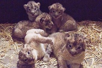 Erstmals zeigte der Leipziger Zoo jetzt Aufnahmen von den fünf Löwenkindern.