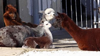 Tierpark Hirschfeld