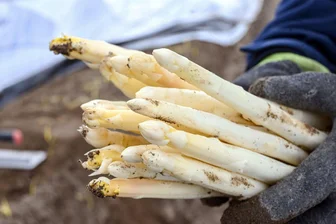 Letzte Chance: So viel kostet Spargel zum Saisonende - Die Spargelsaison geht traditionell am 24. Juni zu Ende. (Archivbild)