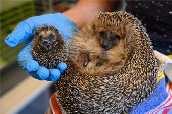 Letzte Hoffnung für Igel-Baby Bella: Von Igel-Rettern am Limit und einer übervollen Auffangstation in Chemnitz - Angela Reif hat zu Hause in Wittgensdorf eine Igel-Auffangstation errichtet. Die Erzieherin rettet verletzte und kranke Tier, hier Baby Bella mit Altigel Josef. Für jeden Schützling hat sie einen Namen.
