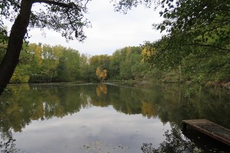 Leubnitz-Forst: Hubschrauber fliegt Bäume aus dem Werdauer Wald - Rund um den Rohrteich im Werdauer Wald werden morsche Bäume geborgen. Das geschieht per Hubschrauber.