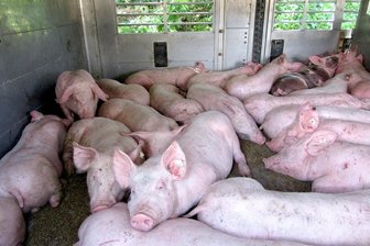 Lichtenau: Schwerwiegende Verstöße bei Tiertransporten - Diese Ferkel mussten nochmals verladen werden, weil der Transport sechs Tonnen Überlast hatte. Das Bild zeigt die Tiere nach der Verladung in ein zweites Fahrzeug.