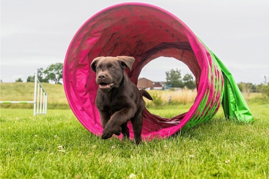 Lichtenau will Hundesteuer erhöhen - Ein Hund trainiert auf einem Parcours. Künftig soll die Hundehaltung in Lichtenau teurer werden. Foto: Benjamin Nolte/dpa