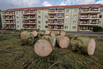 Lichtenstein: Bäume fallen für Parkplätze - laut Stadt waren sie krank - Ein halbes Dutzend riesige Koniferen sind in dieser Woche im Neubaugebiet gefällt worden - einige Anwohner sind entsetzt.