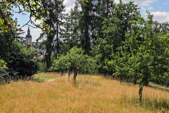 Lichtenstein: Paten gesucht für junge Apfelbäumchen - Die Lichtensteiner Streuobstwiese zwischen Palais und Altstadt soll Zuwachs bekommen.