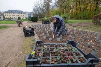 Lichtenstein: Schönheitskur für Französischen Garten - Nils Schulze macht zur Zeit Praktikum beim Team Petrik und pflanzt hier gerade Geranium-Stauden (Storchschnabel).