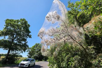 Lichtenstein: Seltsames Gespinst sorgt für Aufsehen - Ein Baum am Straßenrand, kurz nach dem Ortsausgang Lichtenstein Richtung Funkenburg, ist teilweise eingesponnen.