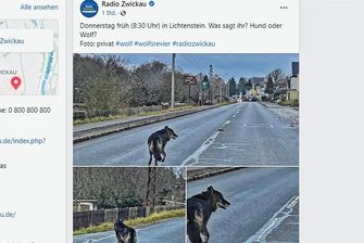 Lichtenstein: Wolfshund beißt Zwergspaniel tot - Diese Fotos von dem streunenden Wolfshund, die von Radio Zwickau am Freitag auf Facebook veröffentlicht wurden, sorgten schnell für große Aufmerksamkeit, wie die Anzahl der Kommentare zeigt.