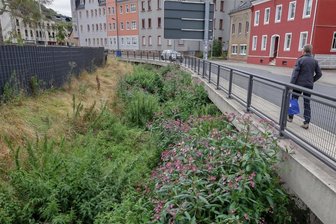 Lichtenstein: Wucherndes Kraut im Bachbett sorgt für Unmut - Die invasive Pflanze wuchert an der Hartensteiner Straße inzwischen bis in Höhe des Fußwegs. Die Bekämpfung ist eine Sisyphus-Arbeit.