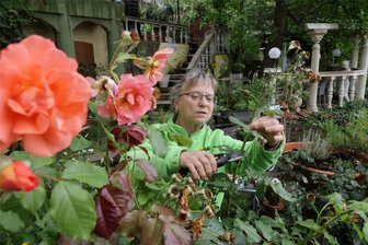 Lichtensteiner Kräuterberg lädt am Wochenende ein - Angela Schmidl beim Verschneiden einer Gebrüder-Grimm-Rose: Auch Rosenblätter werden in der Manufaktur verarbeitet - ein ziemlich mühseliges Geschäft.