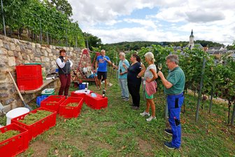 Lichtensteiner Wein: Bei der Lese wird nicht nur gearbeitet, sondern auch eine echte Rarität verkostet - Für die Helfer im Weinberg gab es auch eine Kostprobe des seltenen 2024er "Eiskönigs".