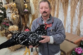 Lichtentanne: Geflügelzüchter präsentieren 1300 Tiere - Preisrichter Steffen Tröger mit einem Rosenkämmich, für den es nur noch zwei Züchter deutschlandweit gibt – einen davon in Obercrinitz.