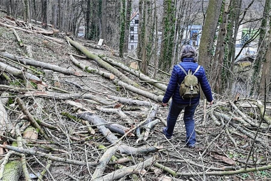Lichtenwalde: Baumfällarbeiten "teilweise nicht rechtmäßig", Landratsamt muss nacharbeiten - Der Wanderweg zwischen dem Lichtenwalder Wehr und dem Schlosspark ist wegen querliegender Bäume nicht passierbar. 