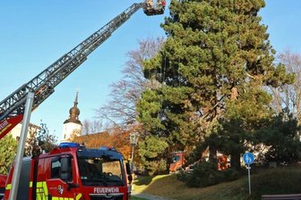 Lichterkette ziert Kiefer -