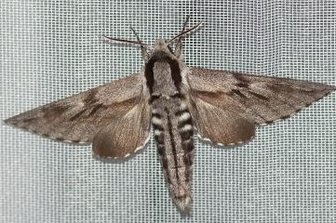"Lichtfänger" im Werdauer Wald warten auf nachtaktive Insekten - Kiefernschwärmer.