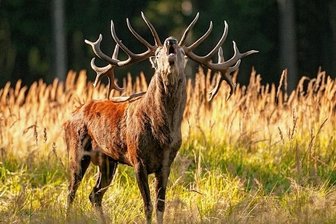 Liebestolle Hirsche bringen Anwohner um Schlaf - Kühnhaide ist für seine Hirsche bekannt. Doch in Zukunft könnte auch dort womöglich nicht mehr der Brunft gelauscht werden. 