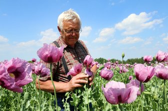 Lila Blüten, schwarze Körner: Das ist Sachsens Mohn-Baron -