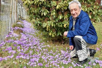 Lila Wunder im oberen Vogtland gibt Rätsel auf - 