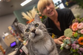 Lilli, Fritz und Liselotte: Diese Miezen gehören zum Plauener Stadtbild - Seit acht Jahren ist Kater Fritz aus dem Laden „Blumen Kreativ“ an der Herrenstraße nicht wegzudenken. Frauchen Sylvia Eichelkraut liebt ihn, ebenso die meisten Kunden.