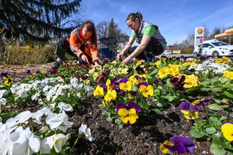 Limbach- Oberfrohna blüht auf - 