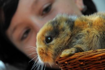 Das Keinohr-Kaninchen ist tot.