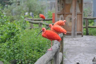 Limbach-Oberfrohna: Tierpark bleibt für drei Tage geschlossen - Tiere bestaunen geht in Limbach-Oberfrohna erst ab Januar wieder.