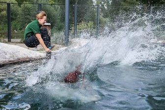 Limbach-Oberfrohna: Warum Tierpfleger mit Pinguinen baden - Wellengang bei den Pinguinen: Die Tierpflegerinnen Sarah Löhrmann und Annemarie Forth landen im Pinguinbecken, Der Einschlag von Kollegin Katharina Rau steht kurz bevor. 