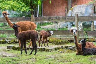 Limbacher Alpaka sorgt für Nachwuchs -