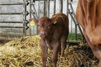 Limbacher Ausreißer-Kälbchen darf wieder auf die Weide - Die Mutterkuh, eine Limousin-Kreuzung, passt jetzt gut auf ihr Kind auf. 