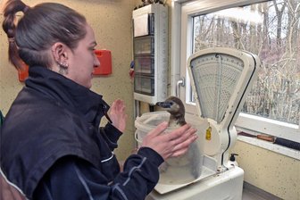 Limbacher Pinguine können es nicht lassen: Süßer Nachwuchs auf zwei Flossen im Tierpark - Na, wie schwer bin ich? Annemarie Voth mit einem der fünf Jungtiere, die im November geschlüpft sind, beim Wiegen.