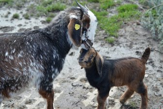 Limbacher Tierpark bleibt am Wochenende offen - Zicklein geboren -