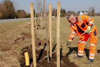 Linden und Ahorn säumen Straße bei Treuen - Maik Jüngst beim Pflanzen der Bäume. 