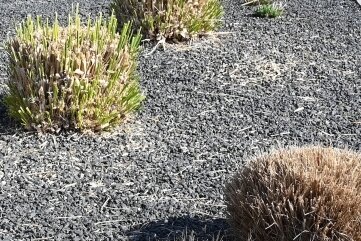 Linke will Schottergärten verbieten - Wenige Pflanzen ragen aus einem Vorgarten mit grauen und schwarzen Kieselsteinen. Schottergärten sind für Insekten nutzlos. 