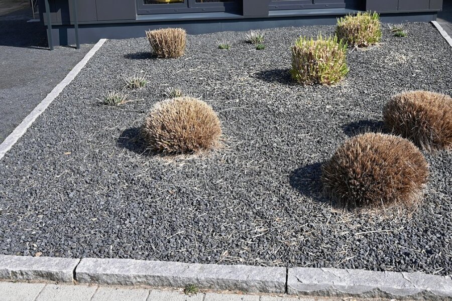 Linksfraktion in Plauen will Schottergärten verbieten - Wenige Pflanzen ragen aus einem Vorgarten mit grauen und schwarzen Kieselsteinen. Schottergärten sind für Insekten nutzlos.