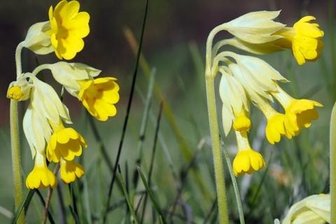Lobrede auf eine Primel - Auch wenn sie vielen Gärten zur Zierde gereicht: In der freien Natur ist die Wiesen-Schlüsselblume gefährdet.