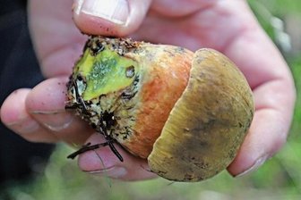 Lockruf der Wälder: Massenhaft Pilze - Der Flockenstielige Hexen-Röhrling, auch Schuster-, Tannen- oder Donnerpilz genannt, verfärbt sich nach Anschnitt blau. Roh ist er ungenießbar, gegart aber recht lecker.