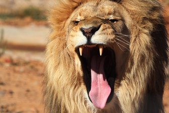 Löwen in Südafrika fressen mutmaßlichen Wilderer auf -