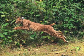 Luchs Anton ist tot: Herber Rückschlag für Auswilderungsprogramm im Erzgebirge - Erst Ende August wurde Anton in Freiheit ausgesetzt.
