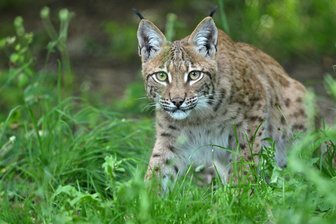 Luchs auf der Spur: Ferien im Riedelhof Eubabrunn - Um den Luchs geht es am Montag, 13. Oktober, bei Exkursionen ab Riedelhof Eubabrunn.