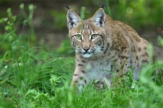 Luchs-Auswilderung im Erzgebirge bringt Jäger auf die Palme: „Warum muss das Tier überhaupt da sein? Es macht nur Ärger!“ - Ein Luchs in einem Gehege des Wildkatzendorfs Hütscheroda. Von dort stammt auch Luchs Anton, der nach seiner Auswilderung im Erzgebirge eine Ziege gerissen hat.