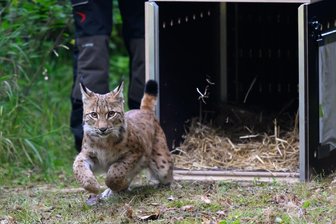 Luchs Charlie streift jetzt durchs Erzgebirge: So soll sich das Auswilderungs-Programm ändern - Wie seine Vorgänger war auch Charlie schnell aus der Transportbox gesprungen und im Wald bei Eibenstock verschwunden.