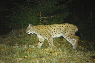 Luchs-Liebe: Für ein Rendezvous im Erzgebirge legt Kater aus Böhmen 160 Kilometer zurück - Luchs Bardi ist mehrfach in im Westerzgebirge aufgestellte Fotofallen getappt.