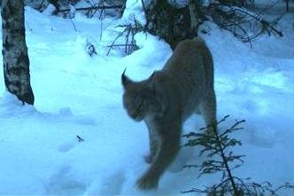 Luchs tappt bei Johanngeorgenstadt in Fotofalle -