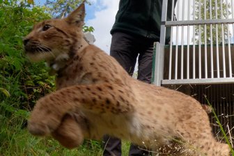 Luchs tötet im Erzgebirge eine Ziege und verletzt eine zweite: Wird Anton jetzt zum Problemluchs? - Luchs Anton wurde am 26. August bei Eibenstock ausgewildert. Jetzt hat er eine Ziege getötet.