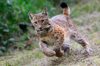 Luchs wandert aus dem Böhmerwald nach Sachsen ein - Durch Westsachsens Wälder streifen seit 2024 wieder Luchse. Jetzt kam ein Zuwanderer aus dem Böhmerwald dazu. (Archivbild)
