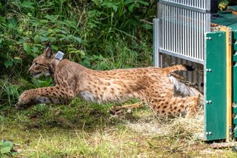Luchsauswilderung im Erzgebirge: Nach Ziegenriss wollen Experten informieren - Das Luchsmännchen Anton sprintet bei seiner Auswilderung aus der Transportbox in den Wald.