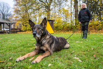 Lugauer Hundesportverein feiert deutschen Meistertitel mit Andrea Pohle und Dasha - Andrea Pohle und Dasha kennen sich seit 2014 – und wurden zweimal Deutsche Meister.