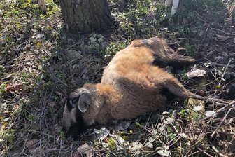 Lunzenau: Besitzer lädt totes Schaf an Straße ab -